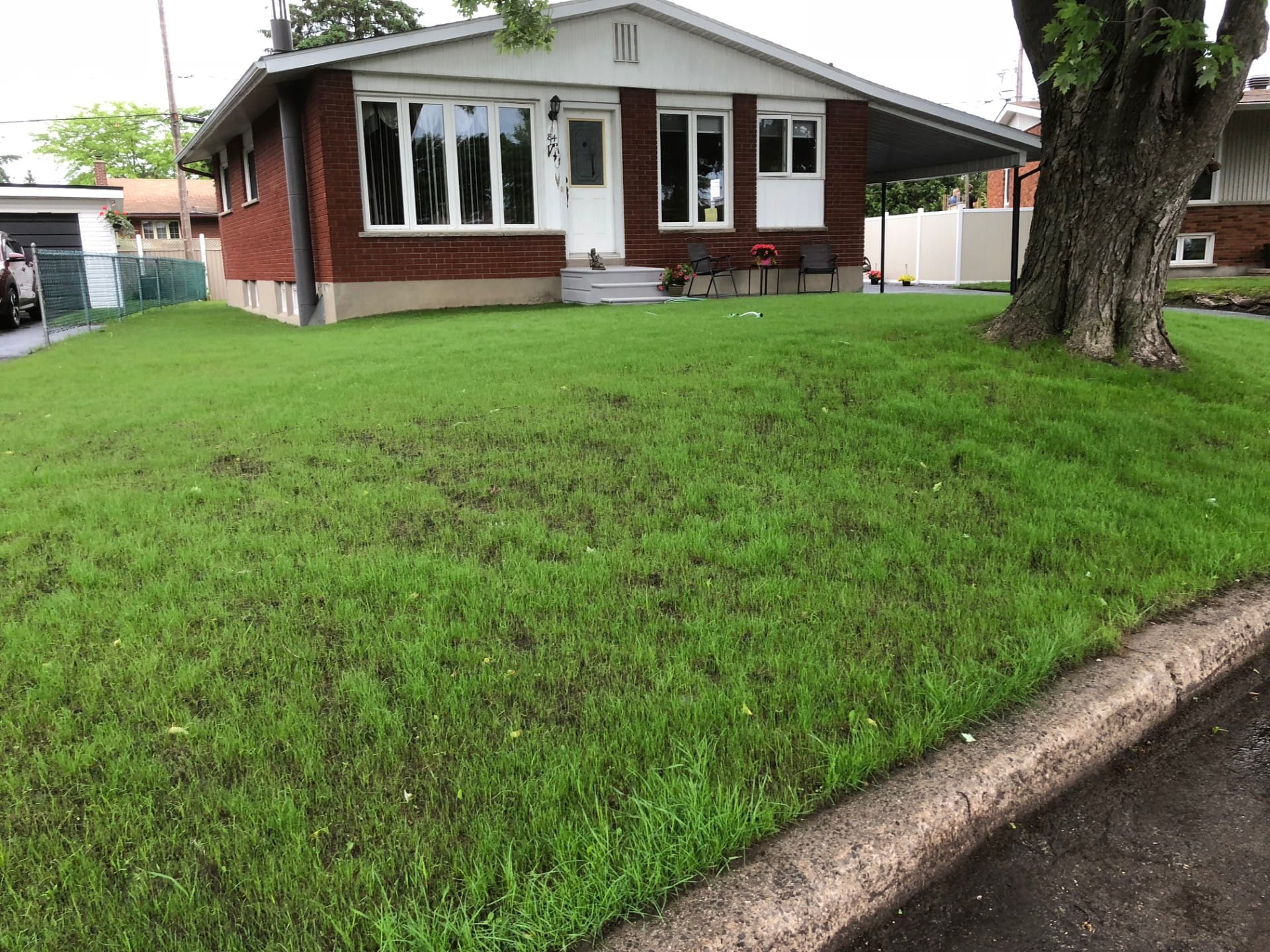 Germination du gazon